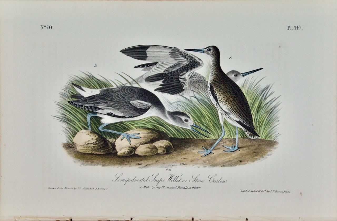 Willet oder Stone Curlew: Eine handkolorierte Audubon-Lithographie, Erstausgabe 