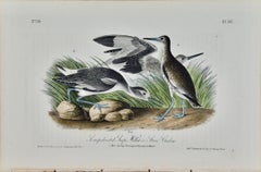 Willet or Stone Curlew: A First Octavo Edition Audubon Hand-colored Lithograph 