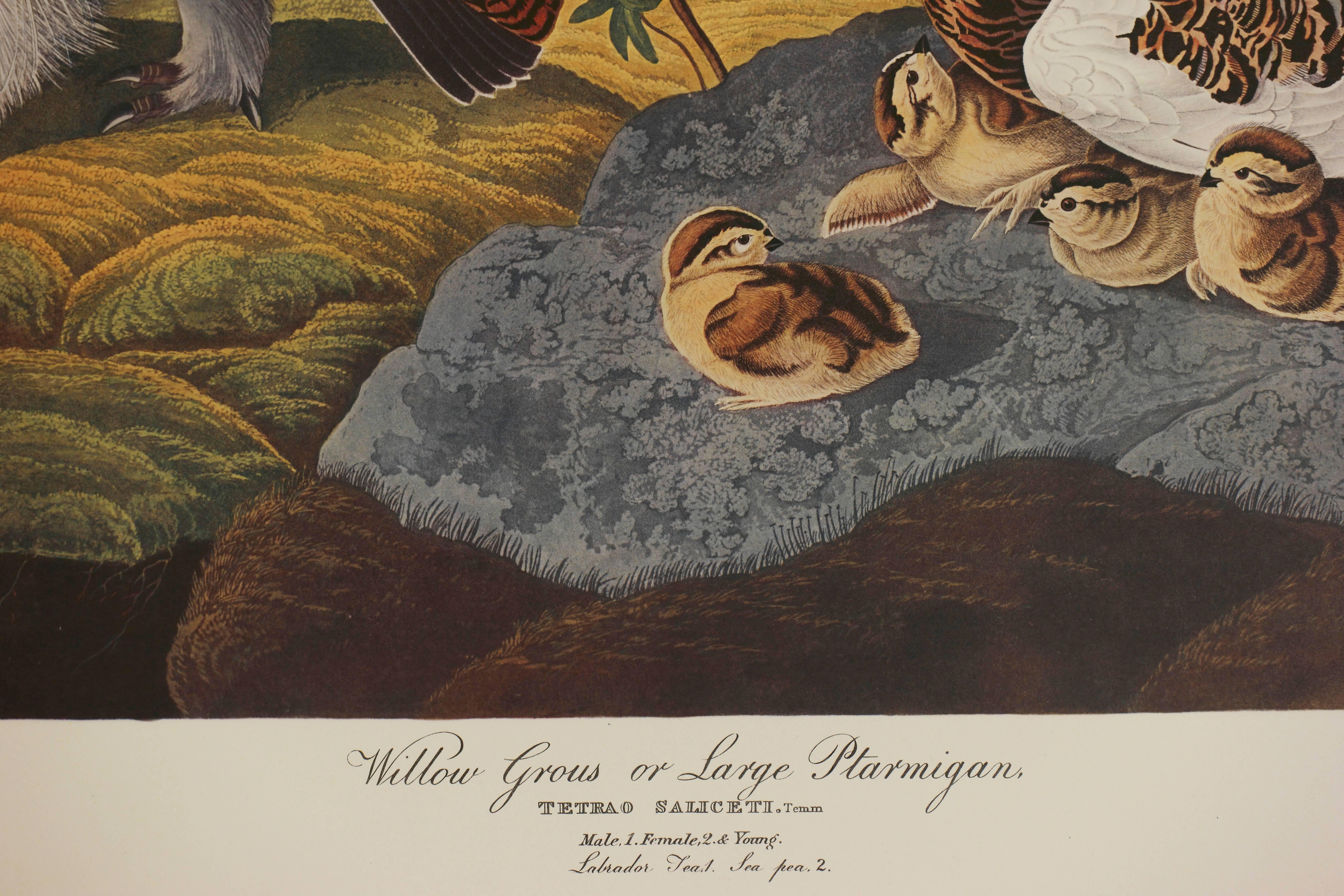 Willow Grous or Large Ptarmignan  - Print by John James Audubon