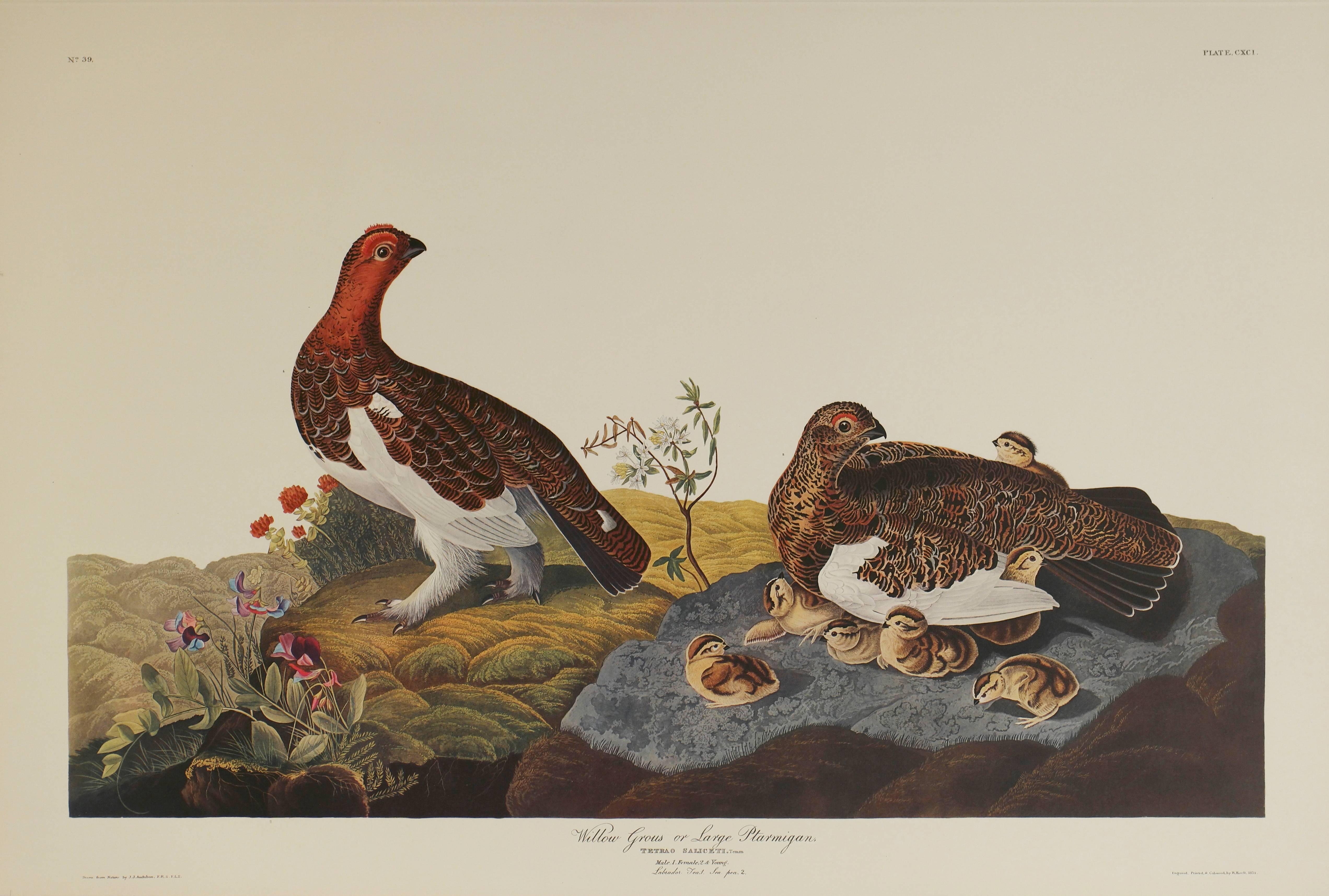John James Audubon Animal Print - Willow Grous or Large Ptarmignan 