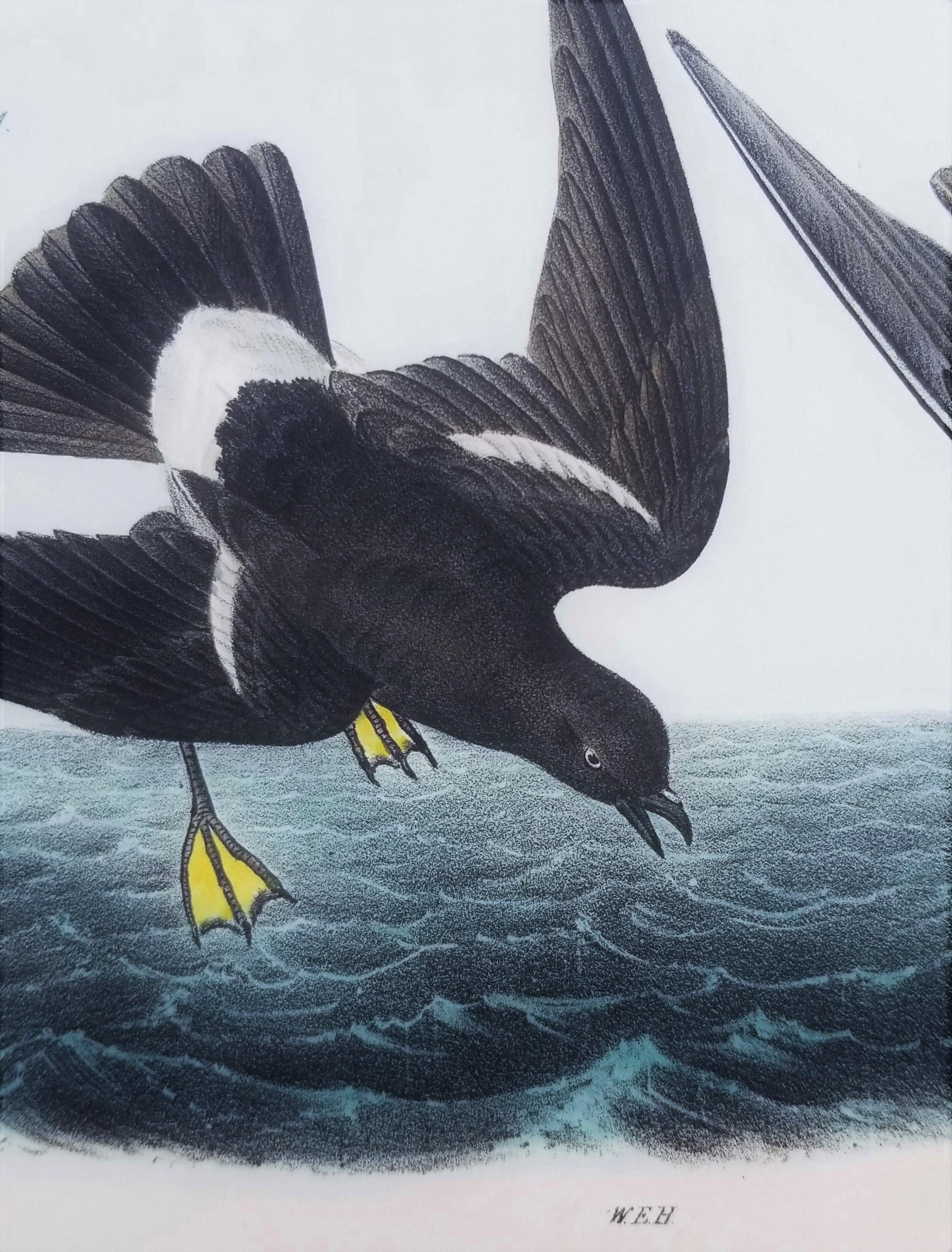 Pétrel de Wilson - Poulet de la mère Carey /// Ornithologie Oiseau Seascape Audubon en vente 5