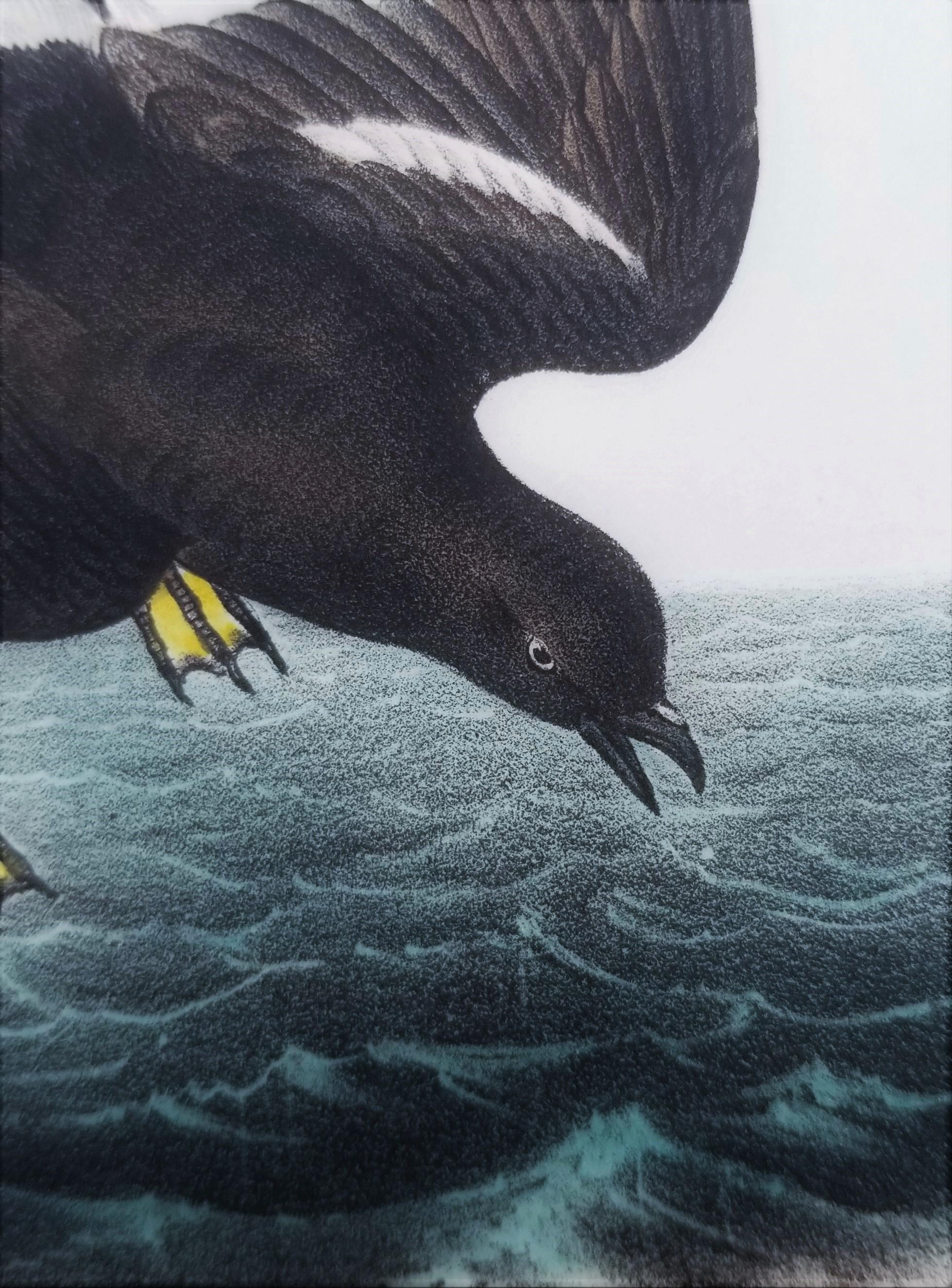 Pétrel de Wilson - Poulet de la mère Carey /// Ornithologie Oiseau Seascape Audubon en vente 6