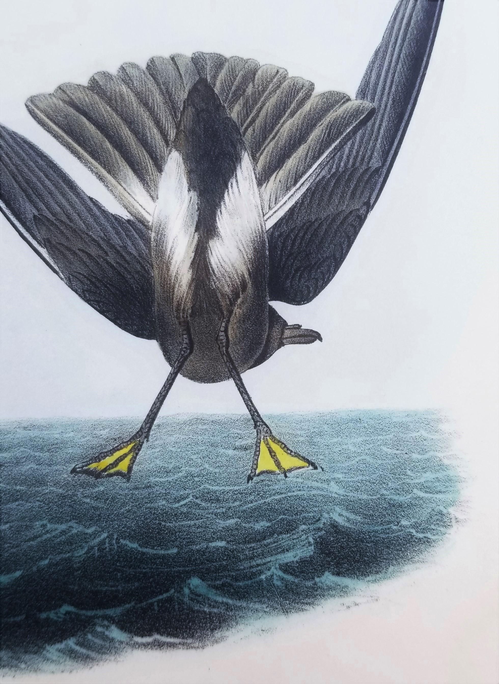 Pétrel de Wilson - Poulet de la mère Carey /// Ornithologie Oiseau Seascape Audubon en vente 7