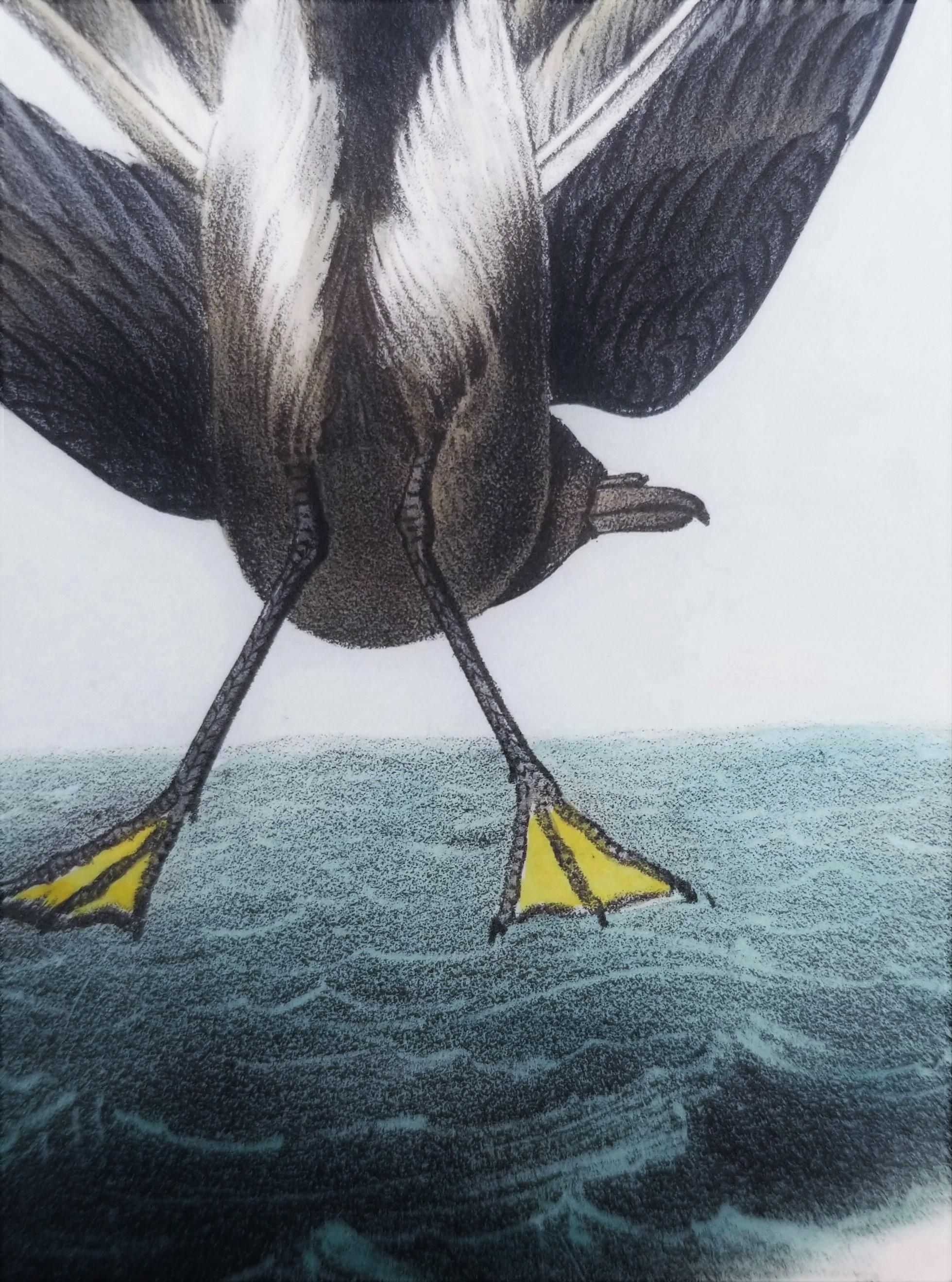 Pétrel de Wilson - Poulet de la mère Carey /// Ornithologie Oiseau Seascape Audubon en vente 8