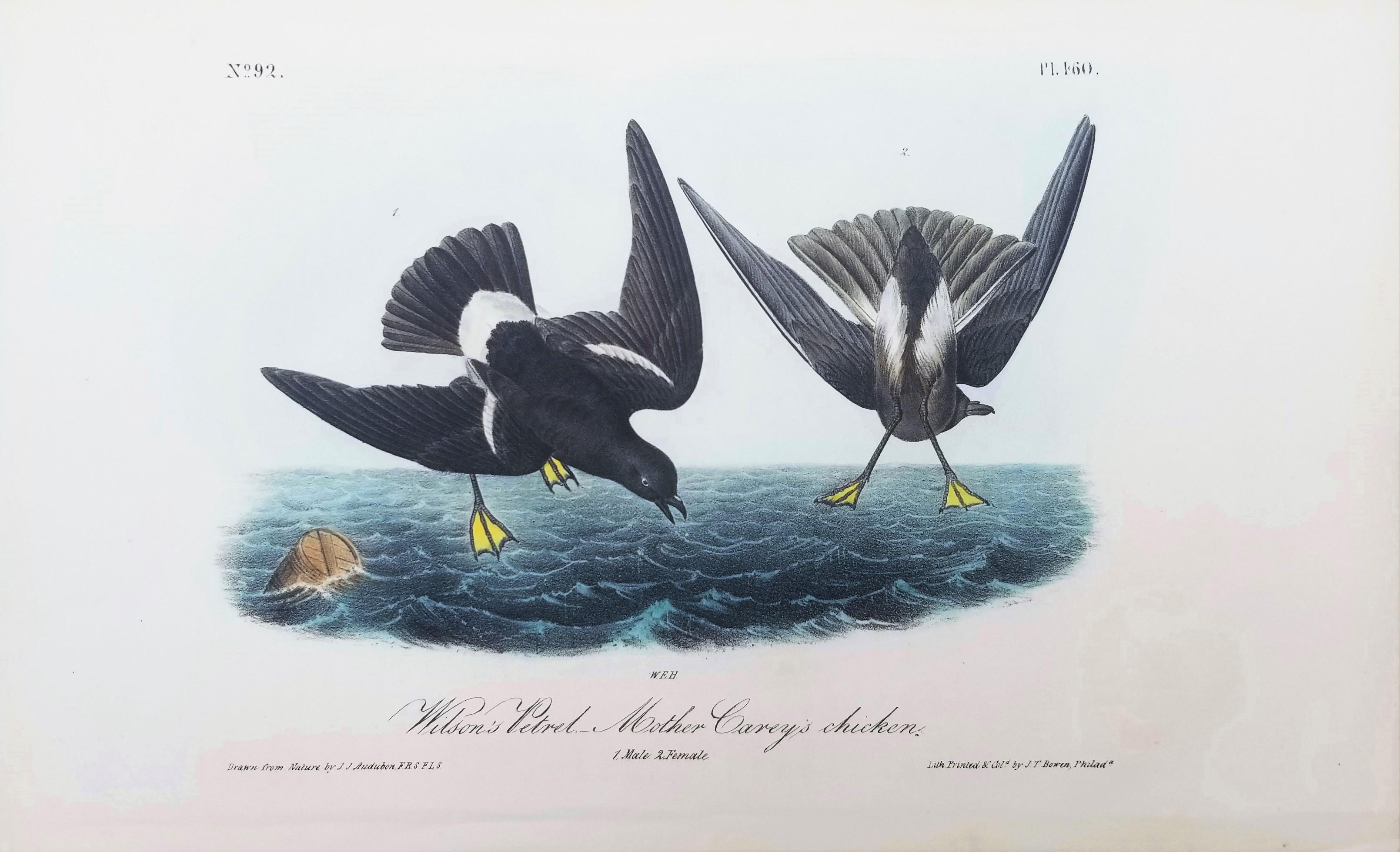 Pétrel de Wilson - Poulet de la mère Carey /// Ornithologie Oiseau Seascape Audubon - Print de John James Audubon