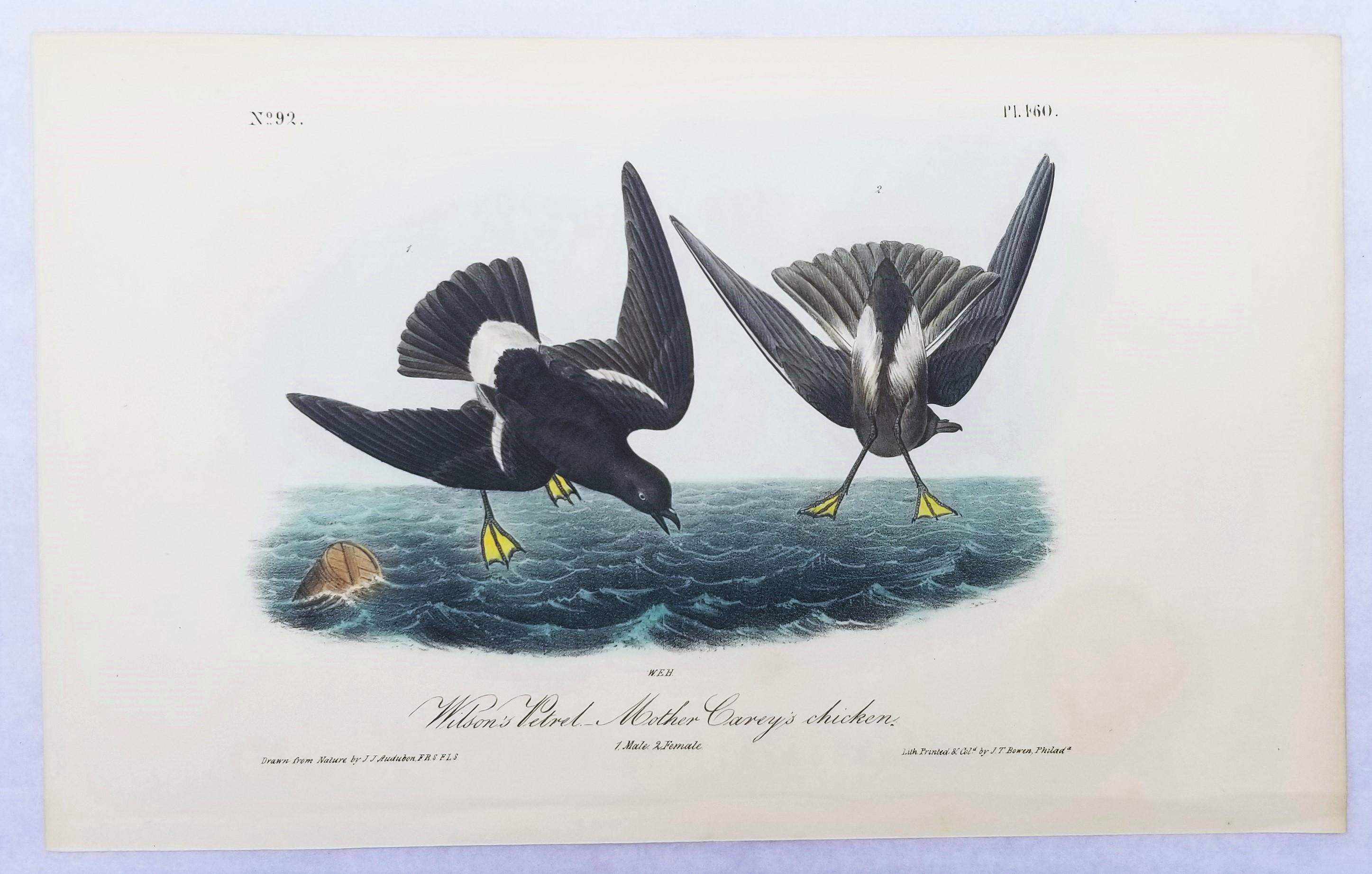 Pétrel de Wilson - Poulet de la mère Carey /// Ornithologie Oiseau Seascape Audubon - Victorien Print par John James Audubon
