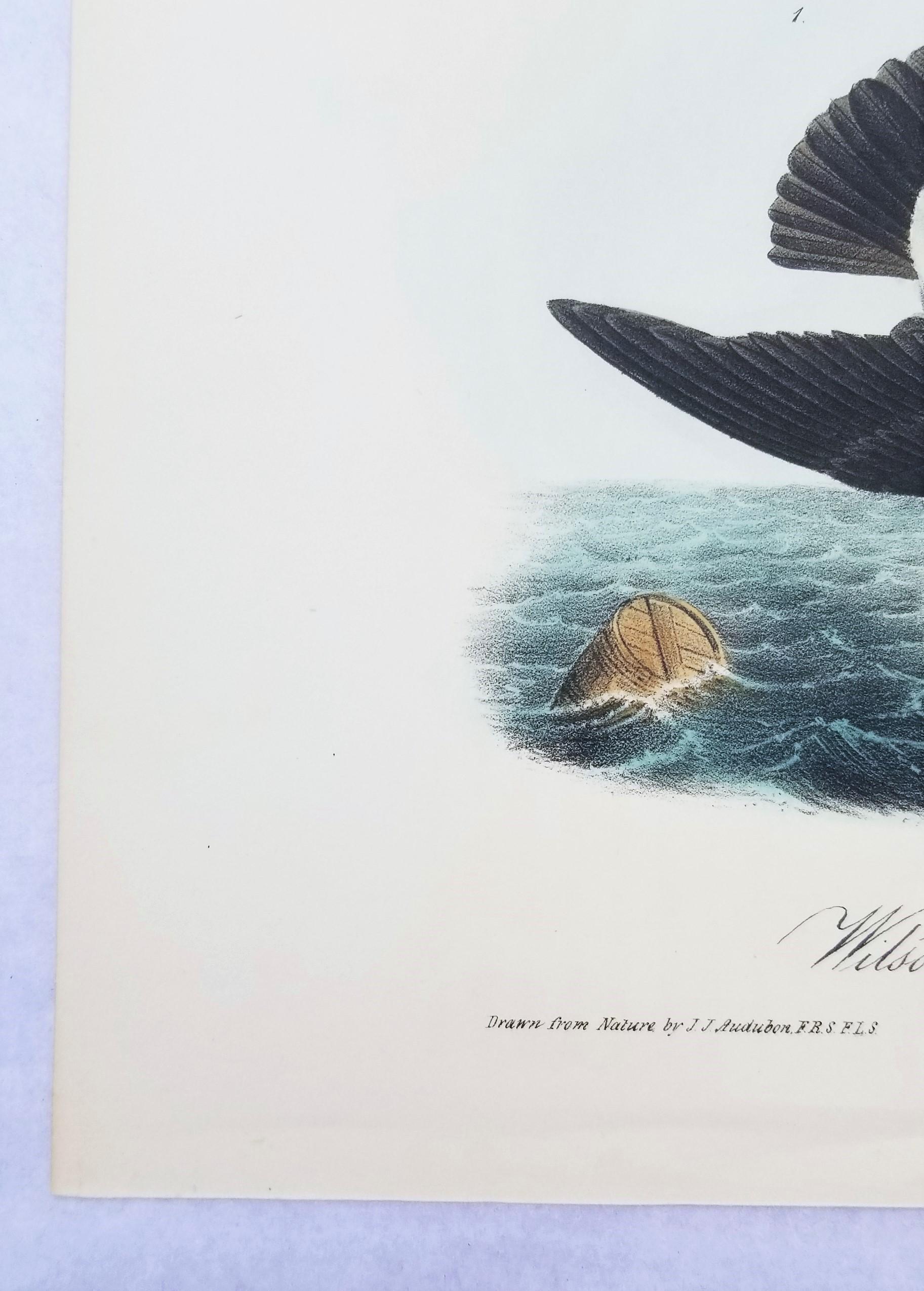 Wilson's Petrel - Mutter Carey's Chicken /// Ornithologie Vogel Seascape Audubon (Grau), Animal Print, von John James Audubon