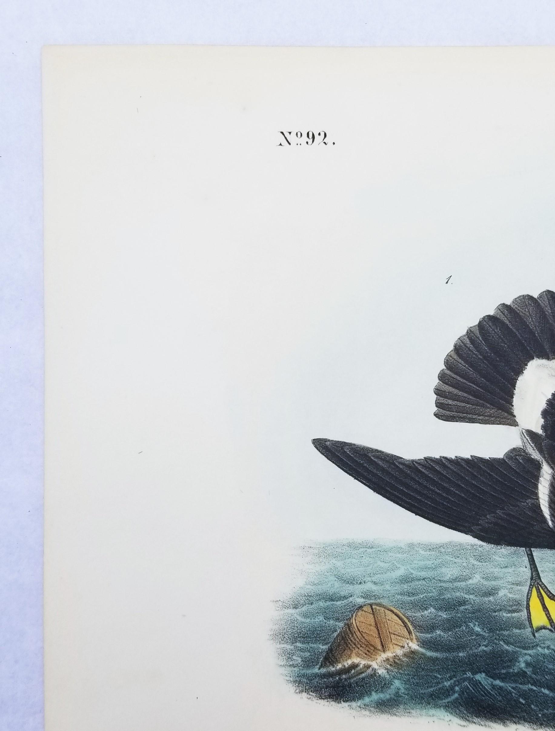 Wilson’s Petrel - Mother Carey’s Chicken /// Ornithology Bird Seascape Audubon - Victorian Print by John James Audubon