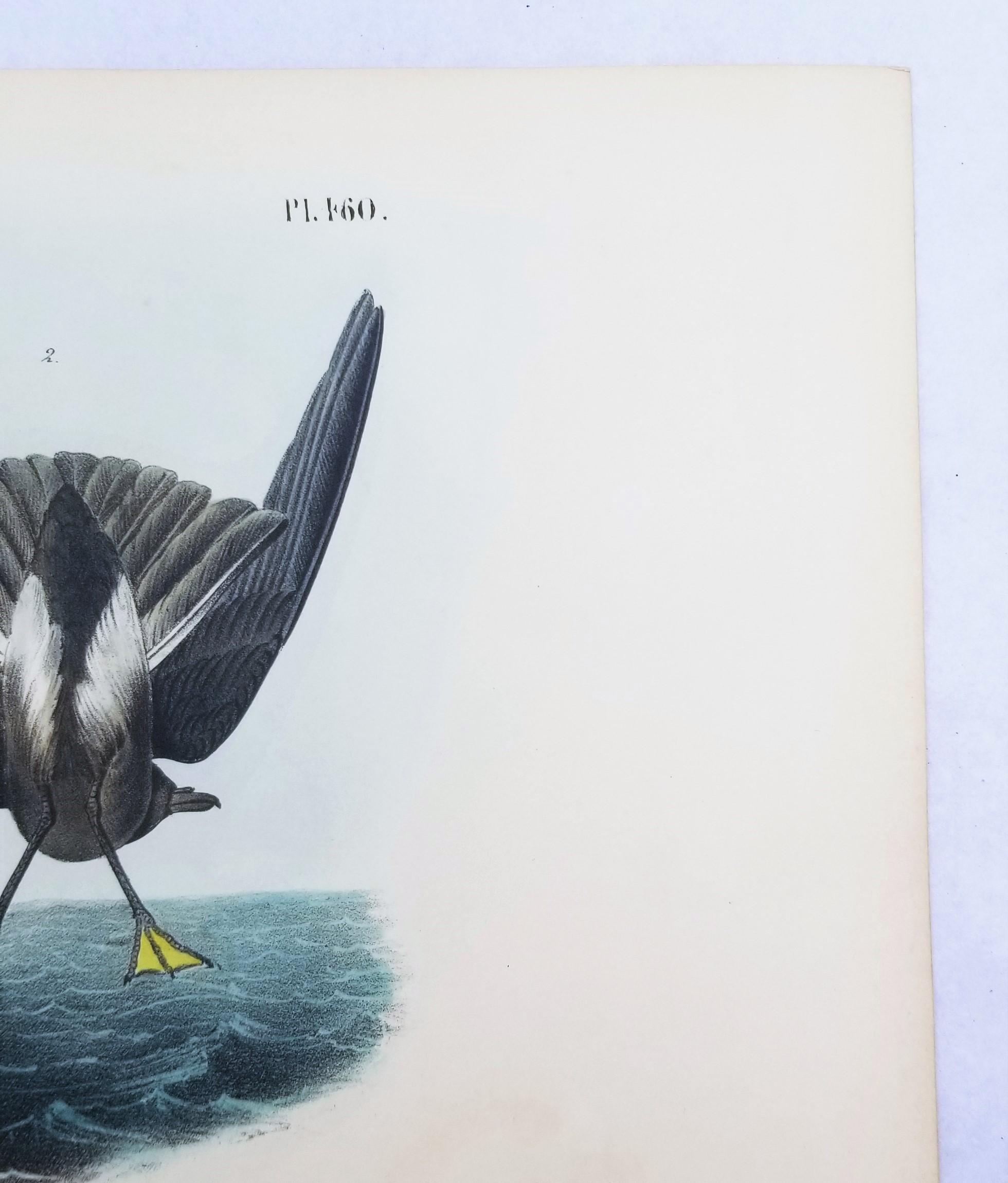 Pétrel de Wilson - Poulet de la mère Carey /// Ornithologie Oiseau Seascape Audubon en vente 1