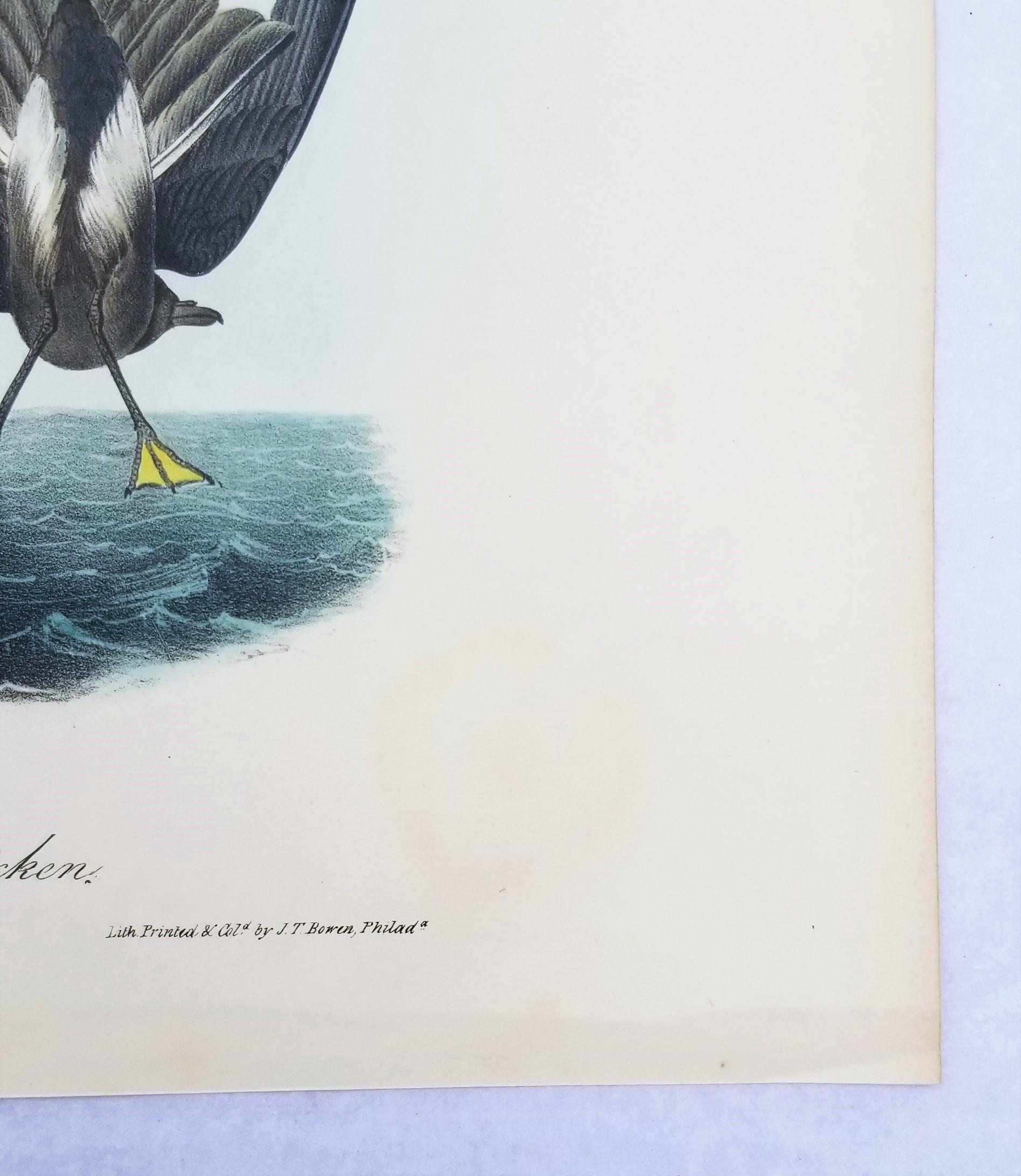 Pétrel de Wilson - Poulet de la mère Carey /// Ornithologie Oiseau Seascape Audubon en vente 2