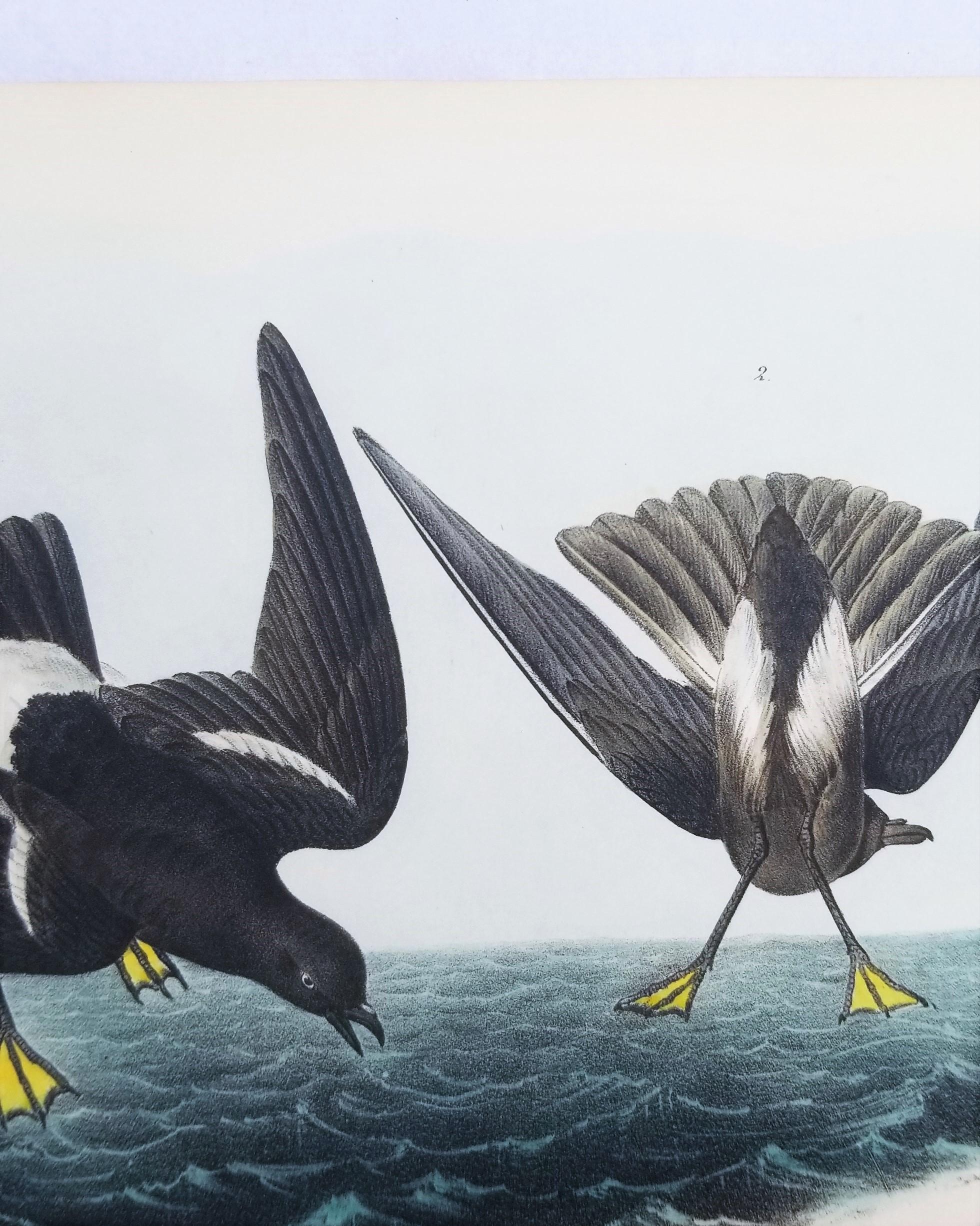 Pétrel de Wilson - Poulet de la mère Carey /// Ornithologie Oiseau Seascape Audubon en vente 3