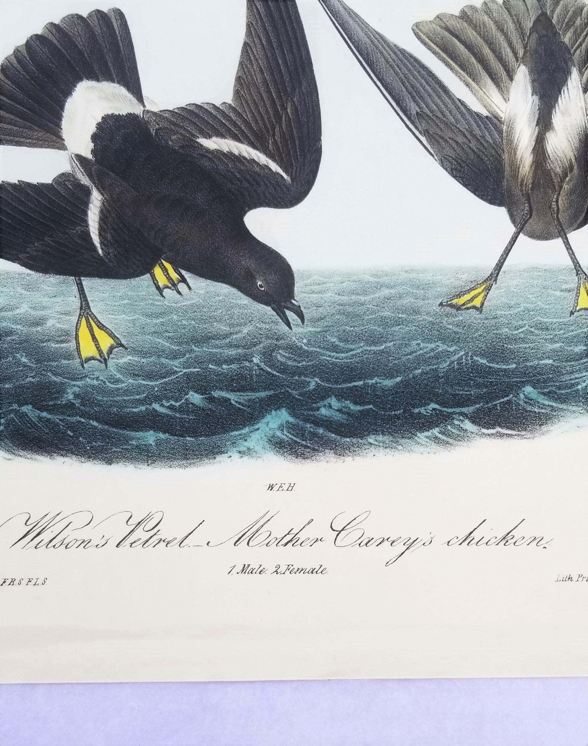 Pétrel de Wilson - Poulet de la mère Carey /// Ornithologie Oiseau Seascape Audubon en vente 4