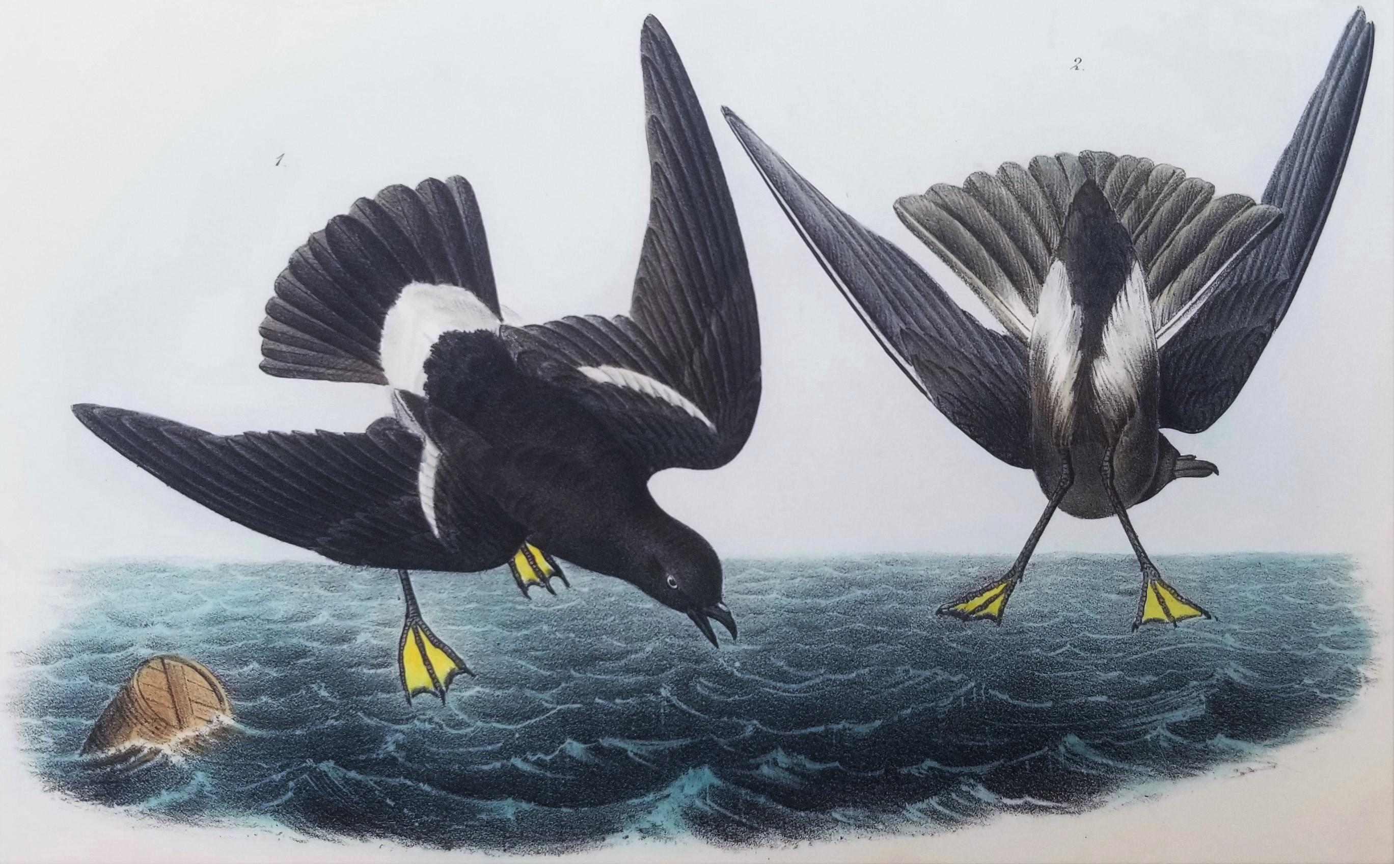 John James Audubon Animal Print – Wilson's Petrel - Mutter Carey's Chicken /// Ornithologie Vogel Seascape Audubon