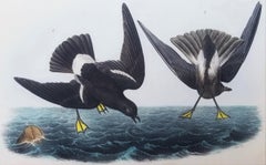 Wilson’s Petrel - Mother Carey’s Chicken /// Ornithology Bird Seascape Audubon