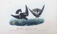 Wilson’s Petrel - Mother Carey’s Chicken /// Ornithology Bird Seascape Audubon