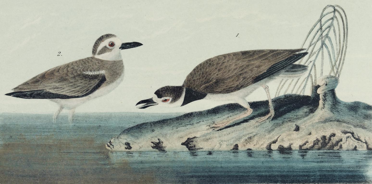 Wilson's Plover: Eine handkolorierte Vogellithographie aus dem 19. Jahrhundert, Audubon – Print von John James Audubon