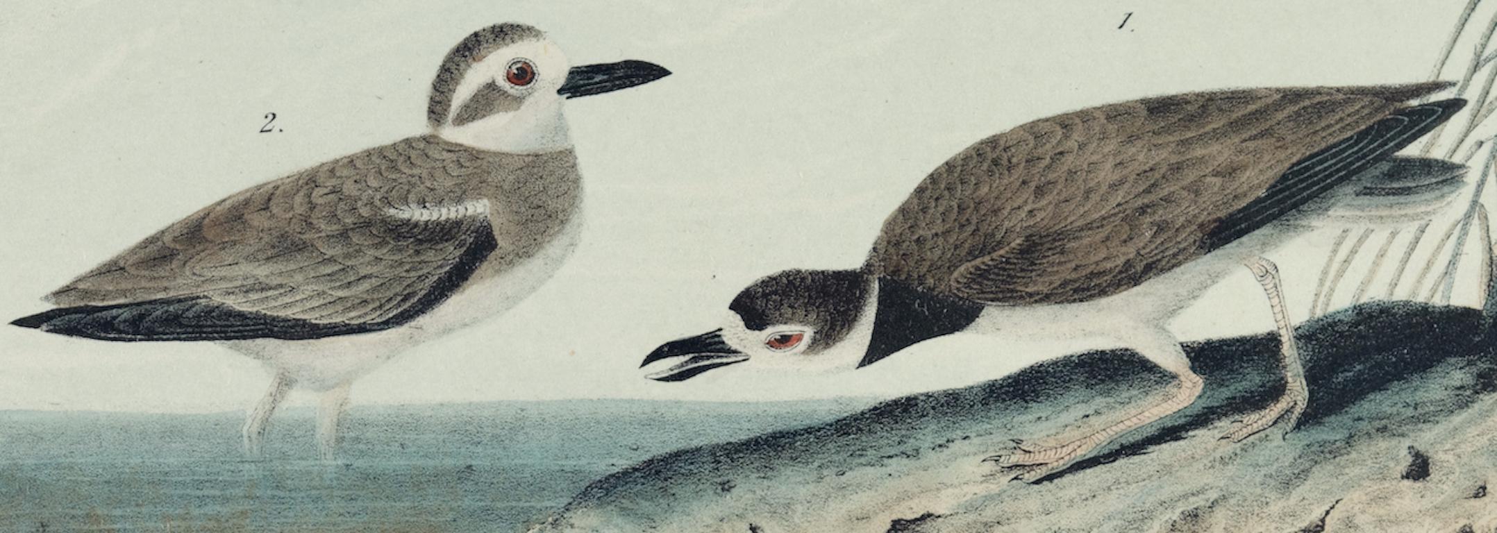 Wilson's Plover: Eine handkolorierte Vogellithographie aus dem 19. Jahrhundert, Audubon (Naturalismus), Print, von John James Audubon