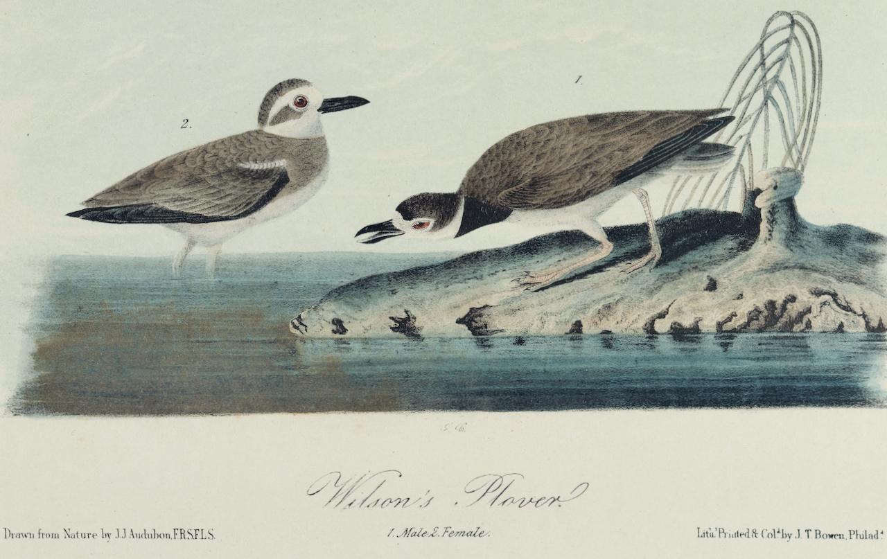 Wilson's Plover: Eine handkolorierte Vogellithographie aus dem 19. Jahrhundert, Audubon (Beige), Animal Print, von John James Audubon