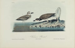 Wilson's Plover: An Original 19th C. Audubon Hand-colored Bird Lithograph 