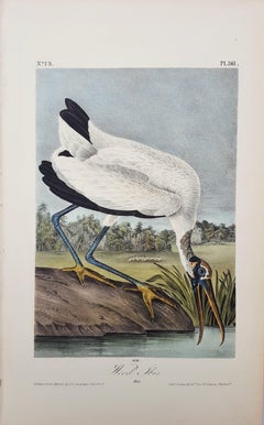 Wood Ibis