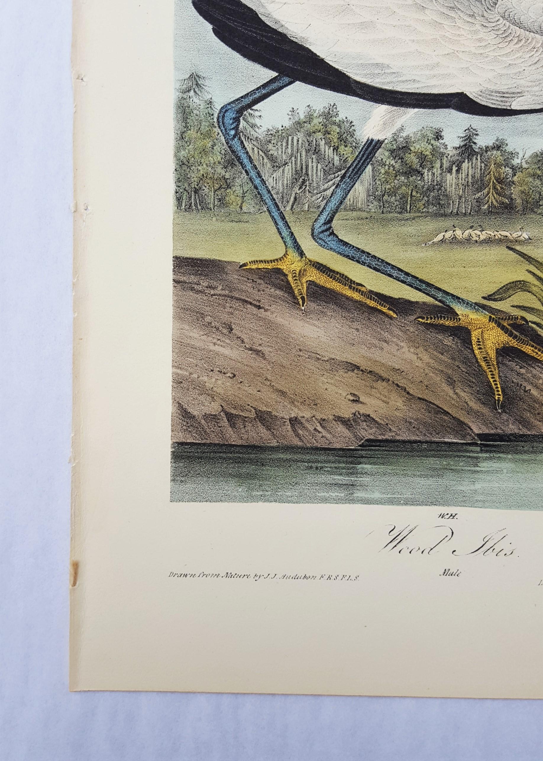 john james audubon watercolor painting