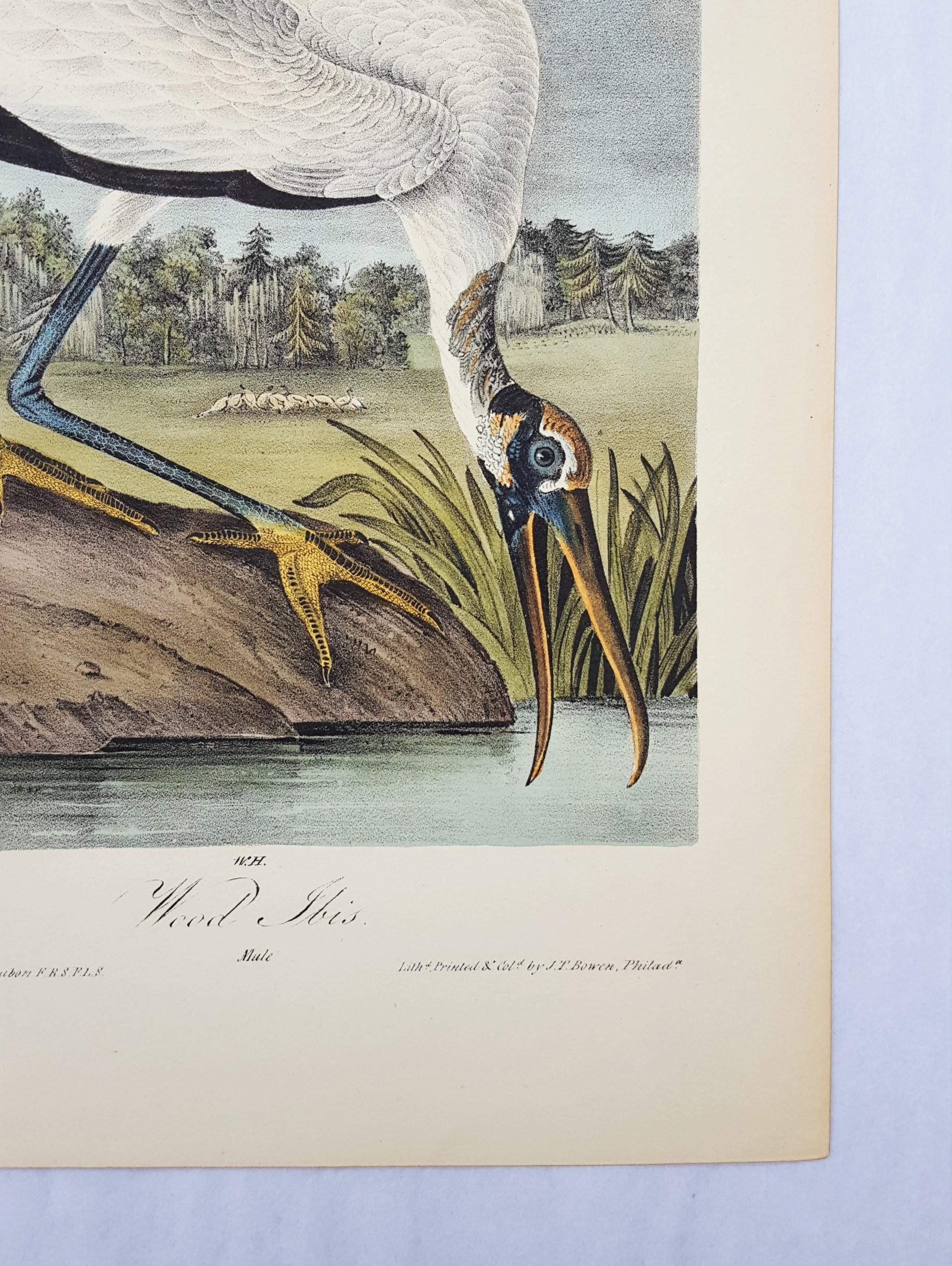 Wood Ibis - Victorian Print by John James Audubon