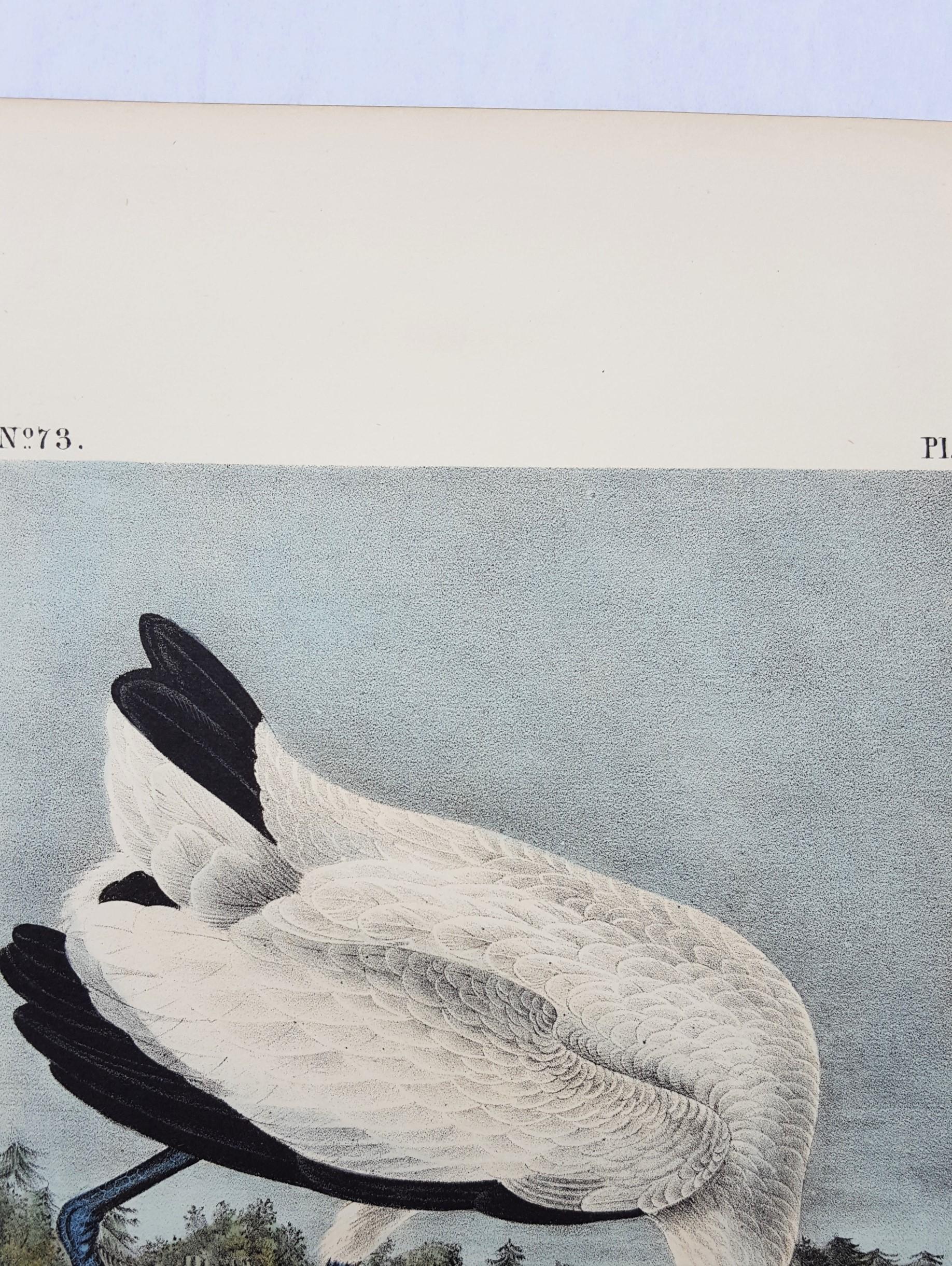 Wood Ibis - Gray Animal Print by John James Audubon
