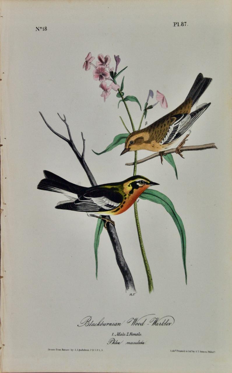 Wood Warbler: 19th C. 1st Octavo Edition Audubon Hand-colored Bird Lithograph