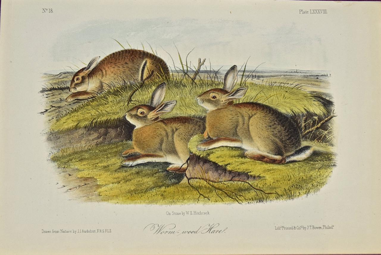 John James Audubon Landscape Print - "Worm-wood Hare" an Original Audubon Hand Colored Quadruped Lithograph