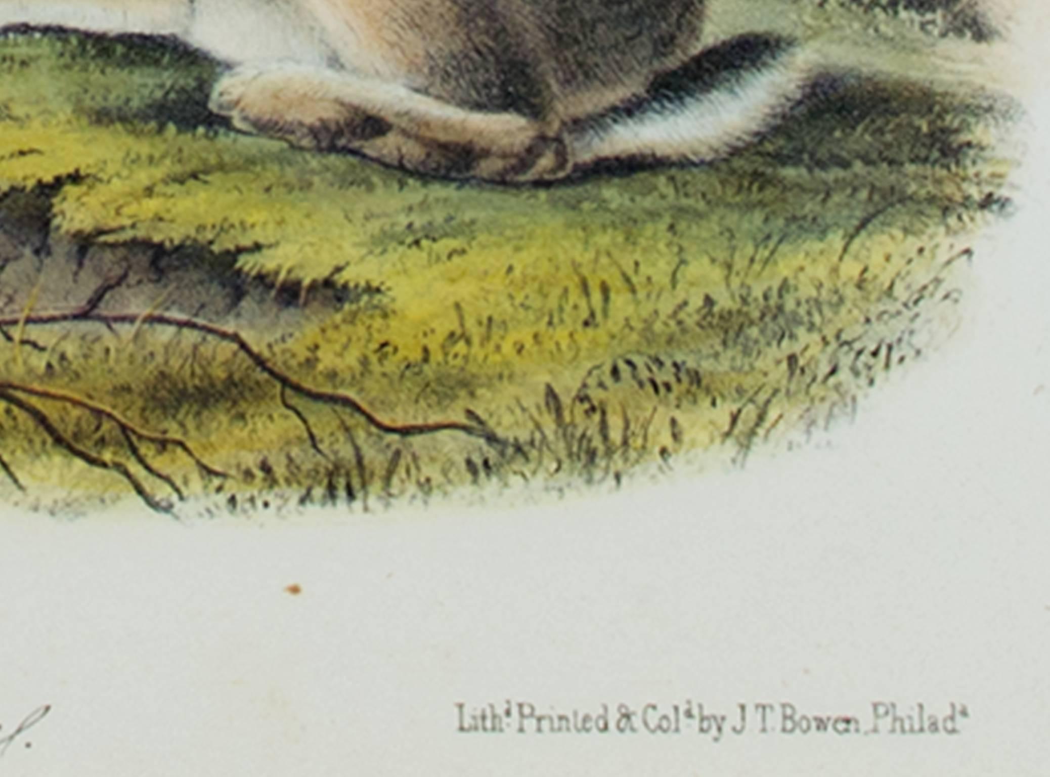 Farblithographie des 19. Jahrhunderts Hare Landschaft Gras Tierdruck Tierwelt – Print von John James Audubon