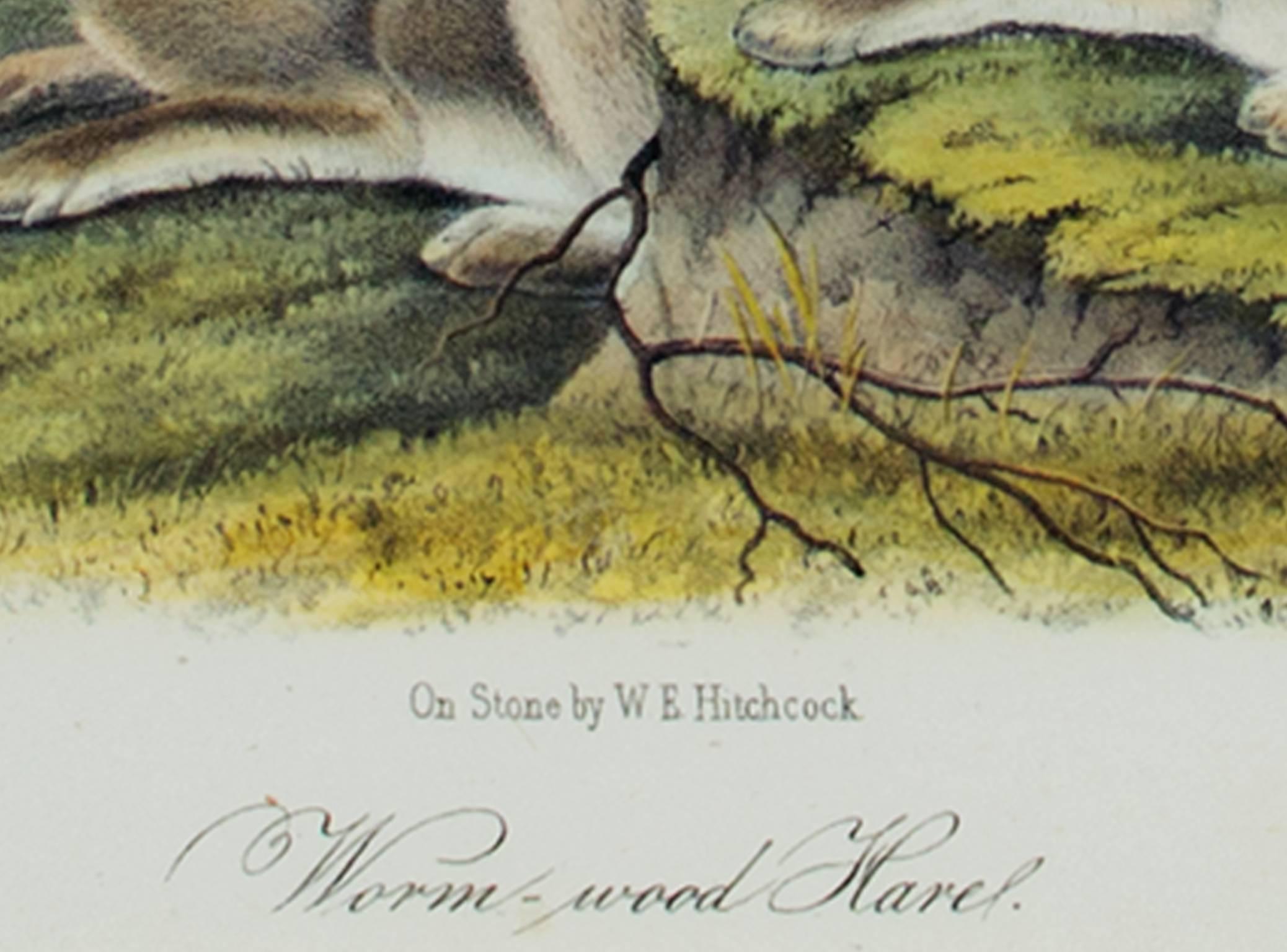 Farblithographie des 19. Jahrhunderts Hare Landschaft Gras Tierdruck Tierwelt (Sonstige Kunststile), Print, von John James Audubon