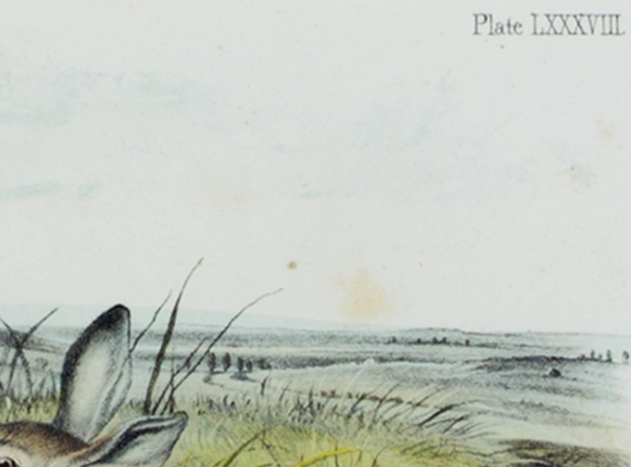 Farblithographie des 19. Jahrhunderts Hare Landschaft Gras Tierdruck Tierwelt im Angebot 1