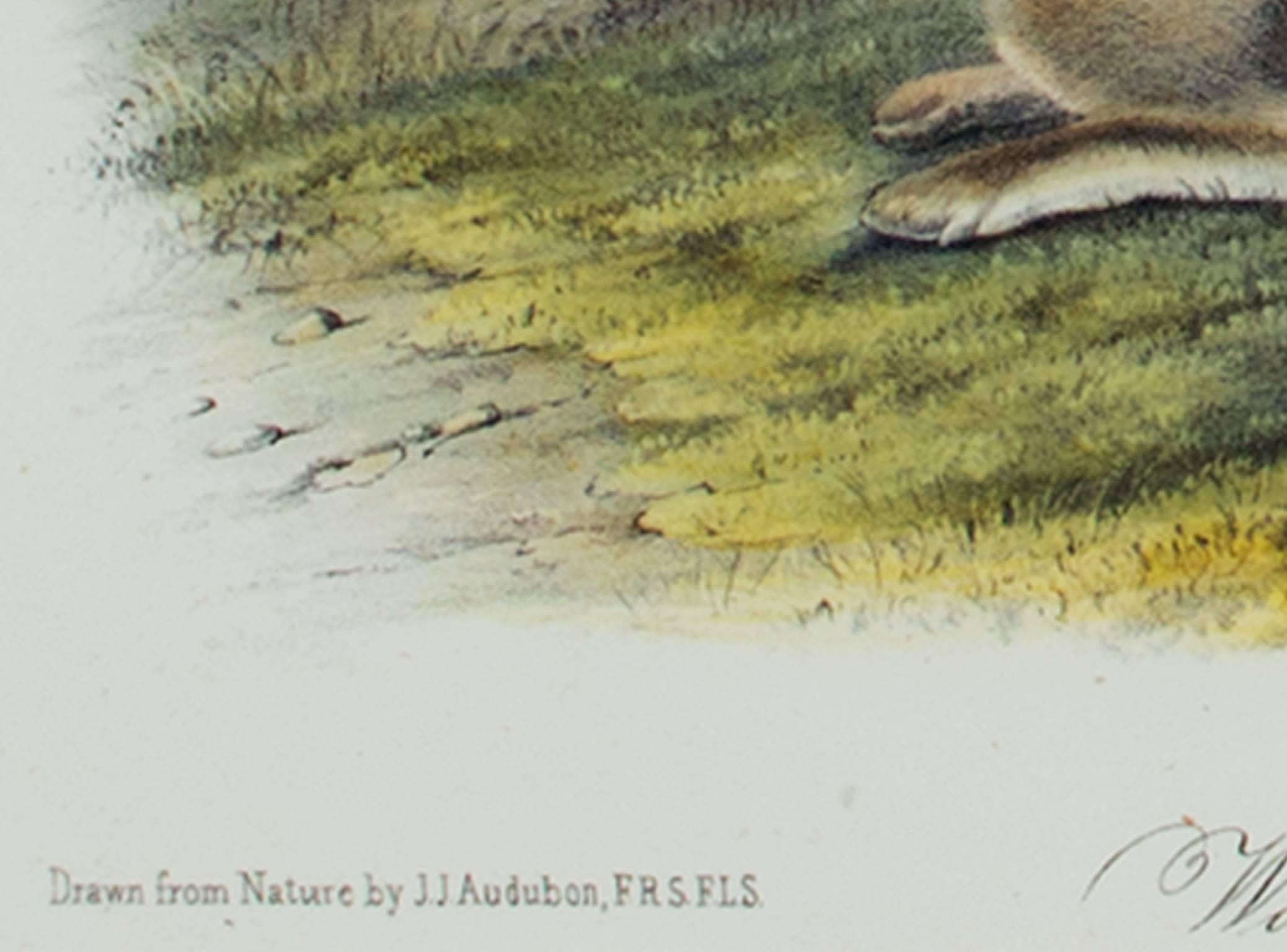 Farblithographie des 19. Jahrhunderts Hare Landschaft Gras Tierdruck Tierwelt (Grau), Animal Print, von John James Audubon