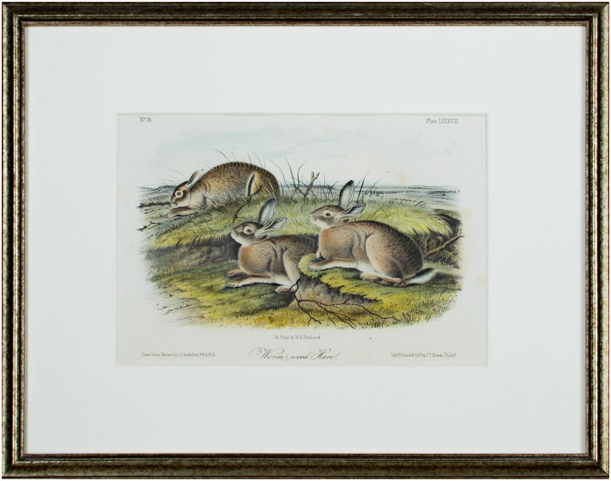 19th century color lithograph hare landscape grass animal print wildlife - Gray Animal Print by John James Audubon