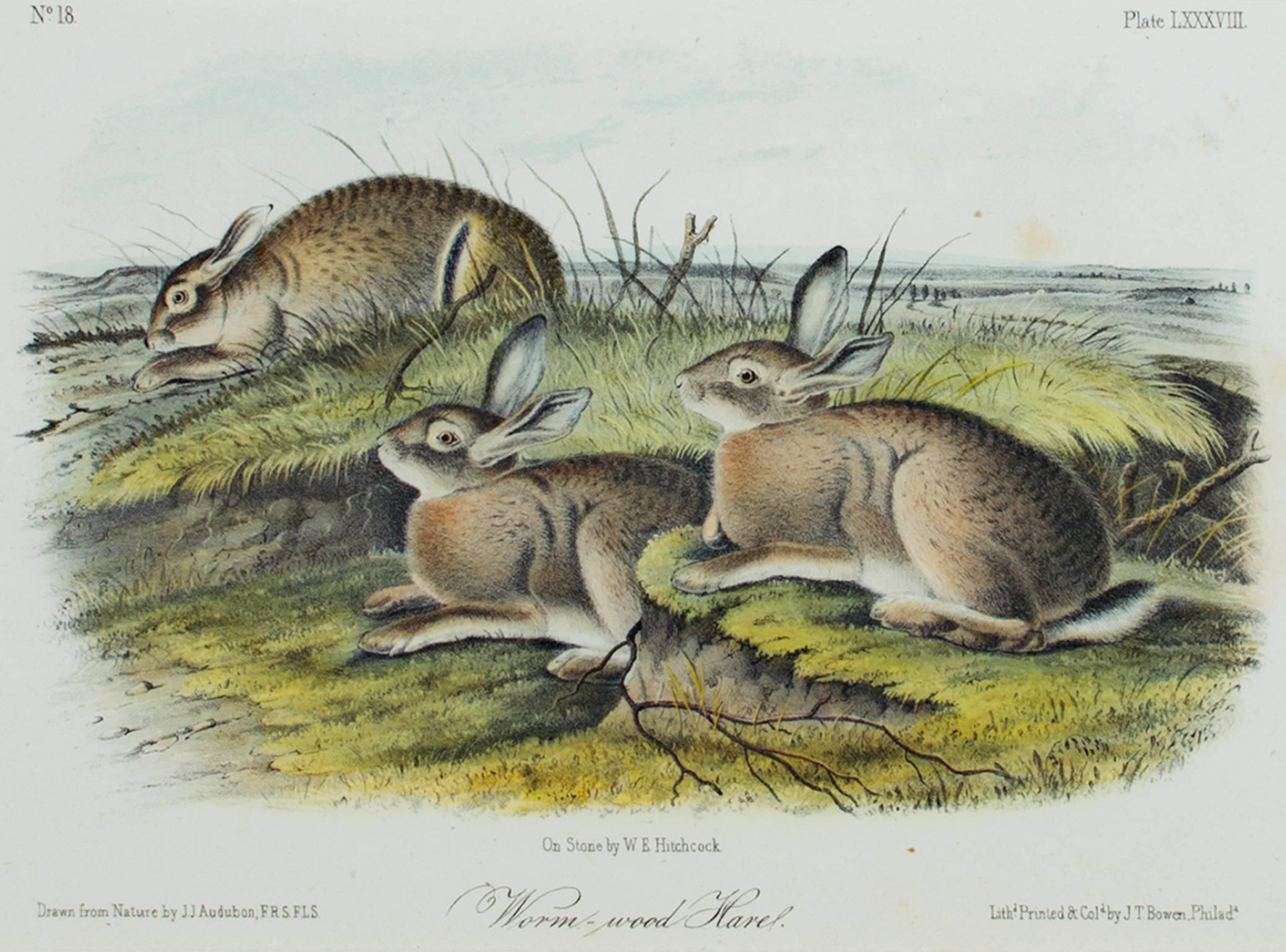 "Worm-Wood Hare" est une lithographie originale en couleurs de John James Audubon. Il représente trois lapins bruns dans un paysage. N° 18, Planche LXXXVIII, Sur pierre par W.E. Hitchcock.

6" x 8" art
cadre de 12" x 14 7/8

John James Audubon est