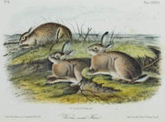 "Worm-Wood Hare," Original Color Lithograph by John James Audubon
