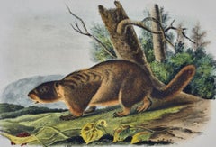 Marmotta dal ventre giallo: Una litografia originale del 19° secolo colorata a mano da J. Audubon