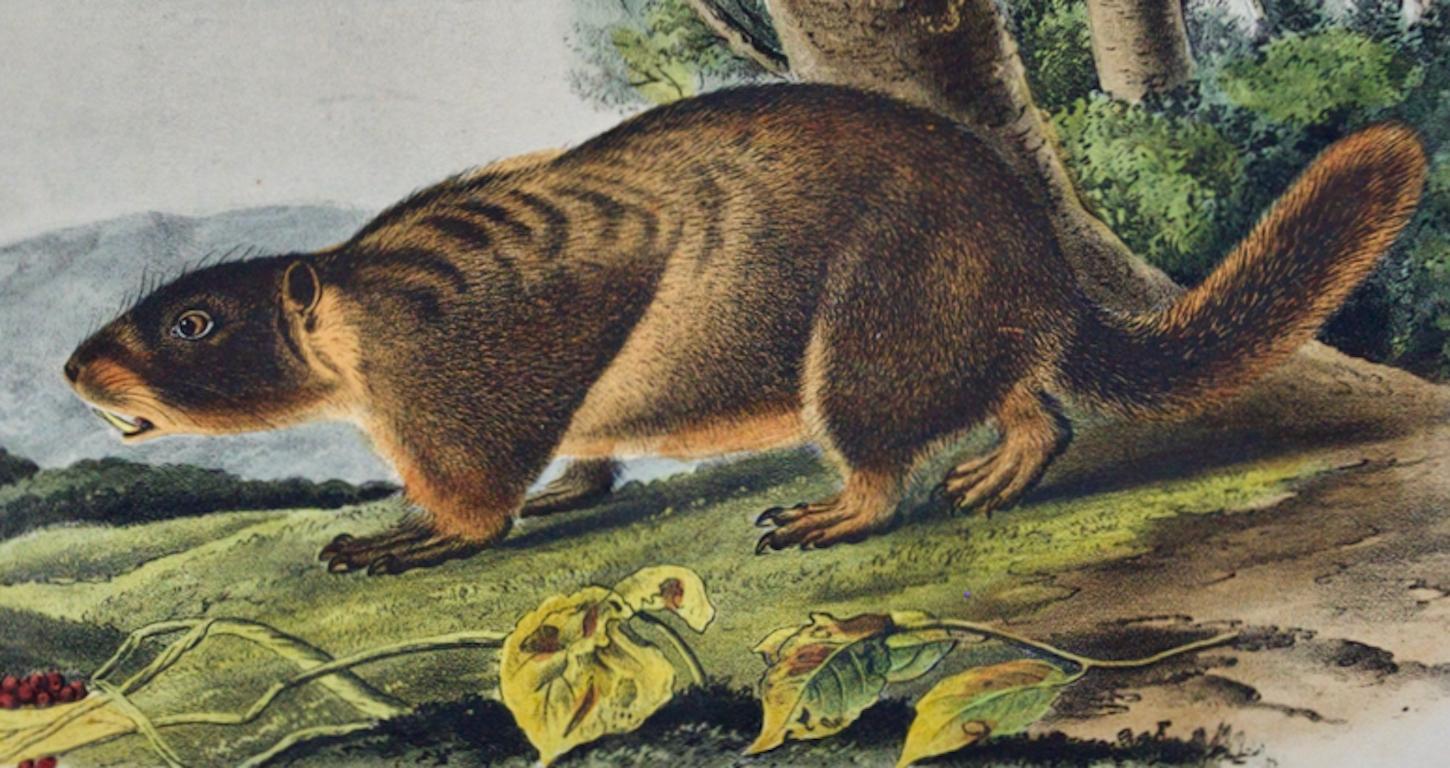 Yellow-belied Marmot: An Original 19th C. Hand-colored Lithograph by J. Audubon - Naturalistic Print by John James Audubon