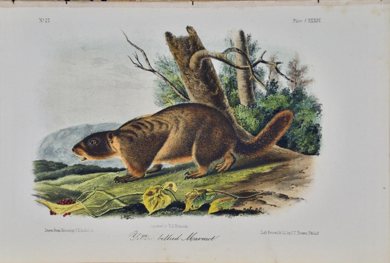 John James Audubon Portrait Print - Yellow-belied Marmot: An Original 19th C. Hand-colored Lithograph by J. Audubon