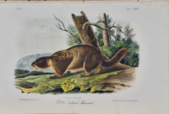 Antique Yellow-belied Marmot: An Original 19th C. Hand-colored Lithograph by J. Audubon