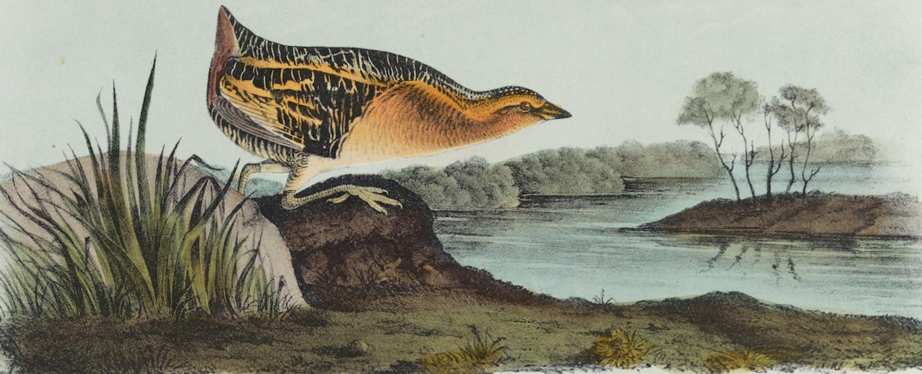 Rail : une lithographie originale d'Audubon du 19e siècle, colorée à la main, représentant un oiseau au brun jaune  - Print de John James Audubon