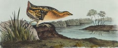 Yellow-breasted Rail: An Original 19th C. Audubon Hand-colored Bird Lithograph