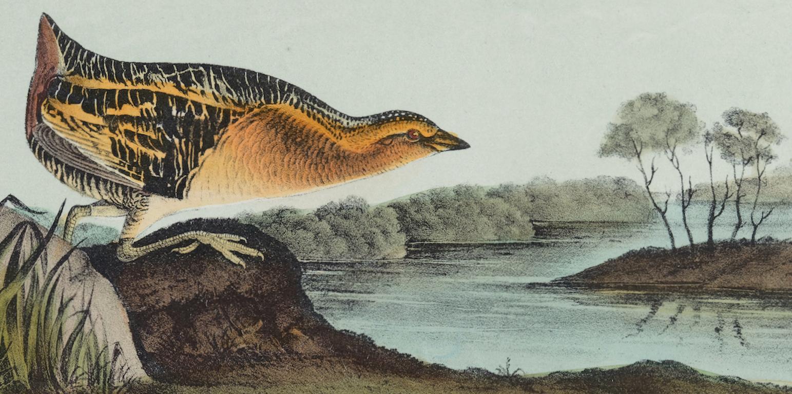 Rail : une lithographie originale d'Audubon du 19e siècle, colorée à la main, représentant un oiseau au brun jaune  - Naturalisme Print par John James Audubon