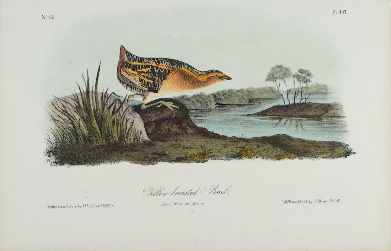 Landscape Print John James Audubon - Rail : une lithographie originale d'Audubon du 19e siècle, colorée à la main, représentant un oiseau au brun jaune 