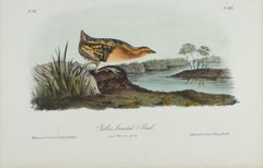 Yellow-breasted Rail: An Original 19th C. Audubon Hand-colored Bird Lithograph
