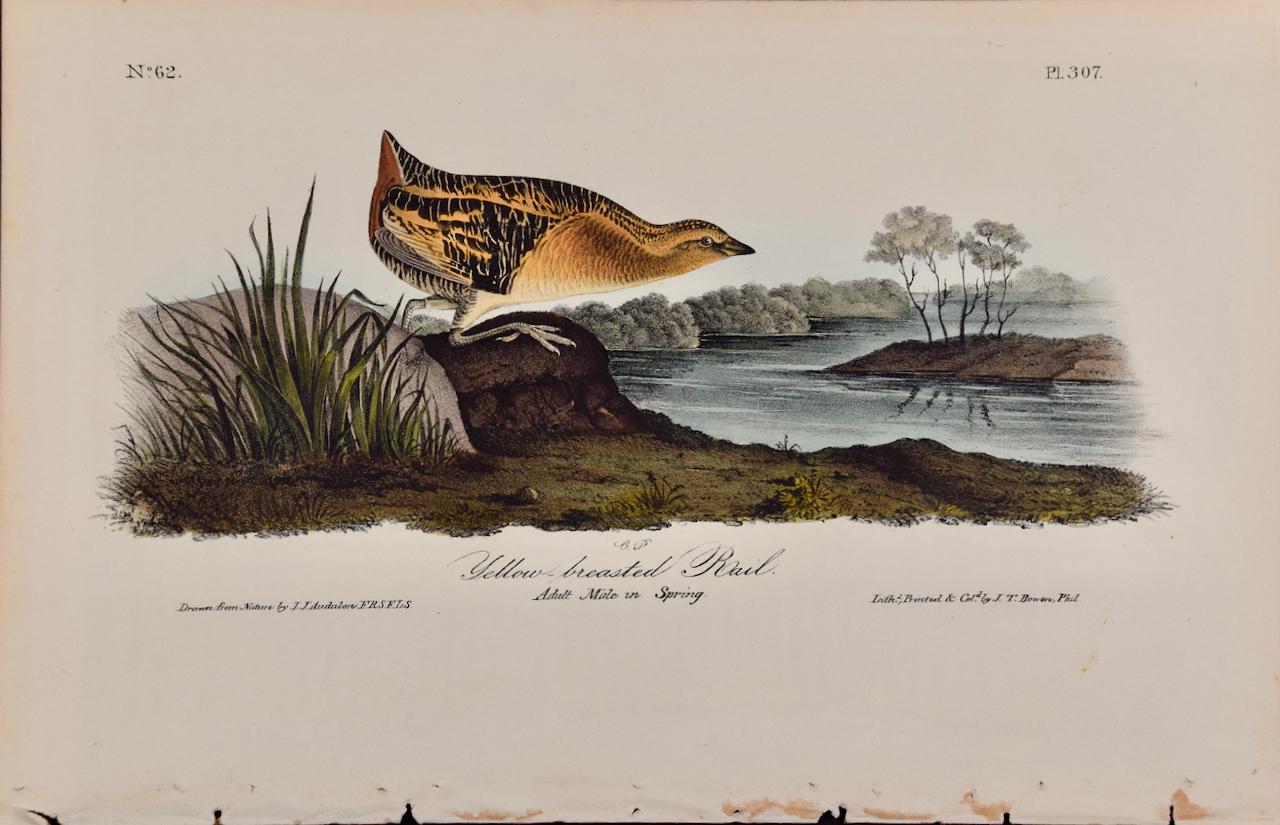 Yellow-breasted Rail Bird: Original 19th C. Audubon Hand-colored Lithograph - Print by John James Audubon