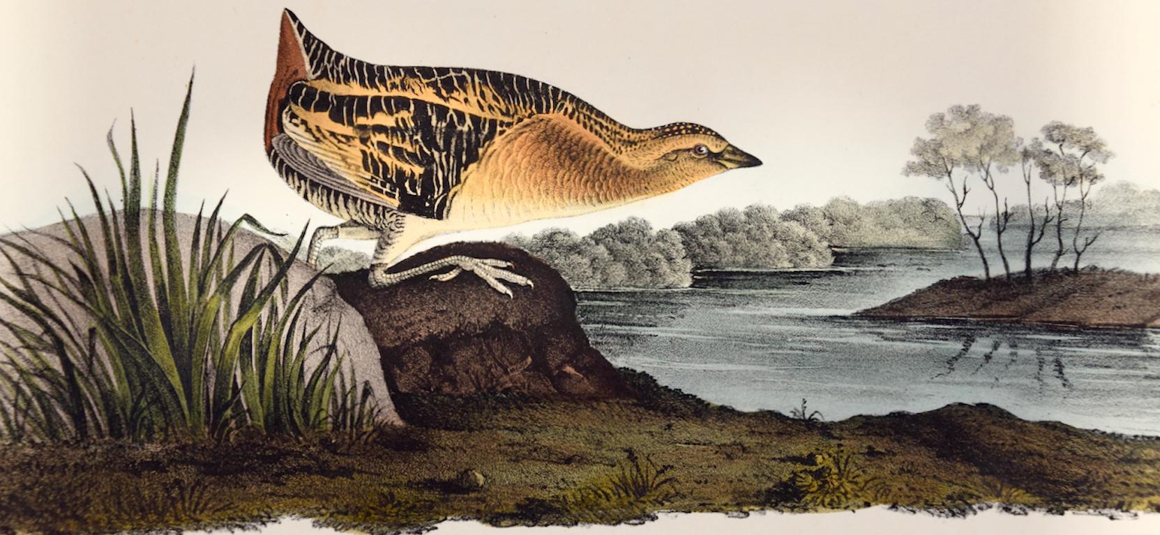 Gelb gebürsteter Eisenvogel: Original handkolorierte Lithographie von Audubon aus dem 19. Jahrhundert (Naturalismus), Print, von John James Audubon