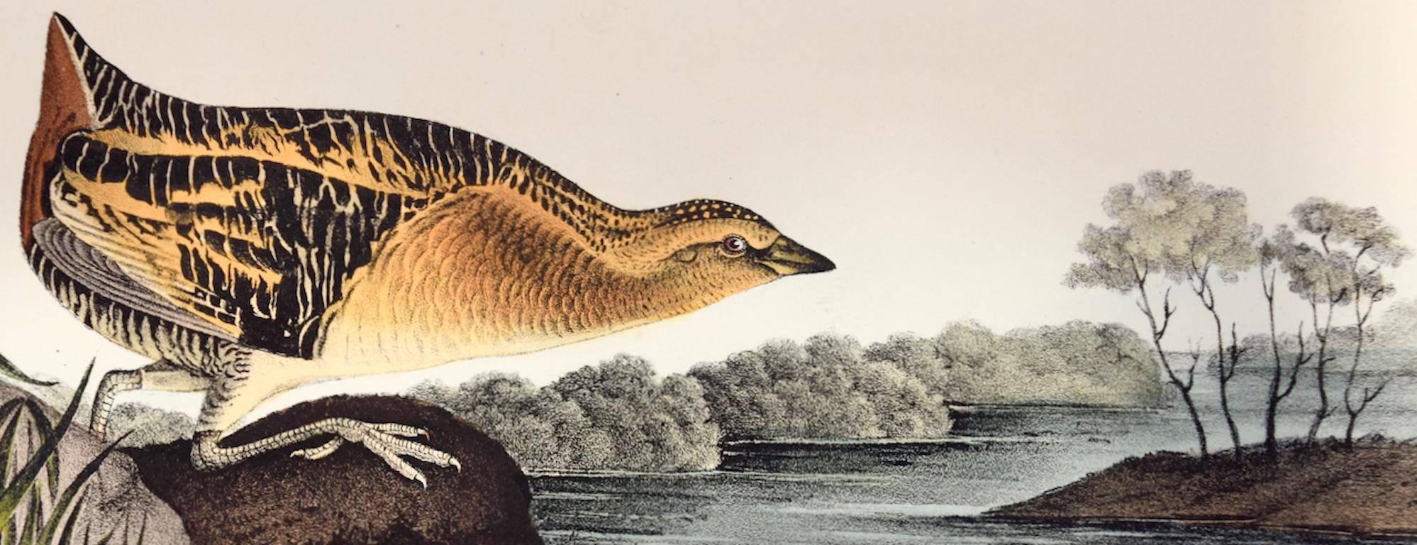 Gelb gebürsteter Eisenvogel: Original handkolorierte Lithographie von Audubon aus dem 19. Jahrhundert (Grau), Animal Print, von John James Audubon