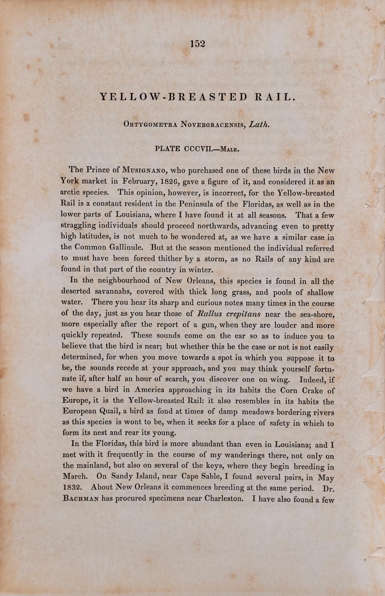 Dies ist ein Original 1. octavo Ausgabe John James Audubon handkolorierte Lithographie mit dem Titel 