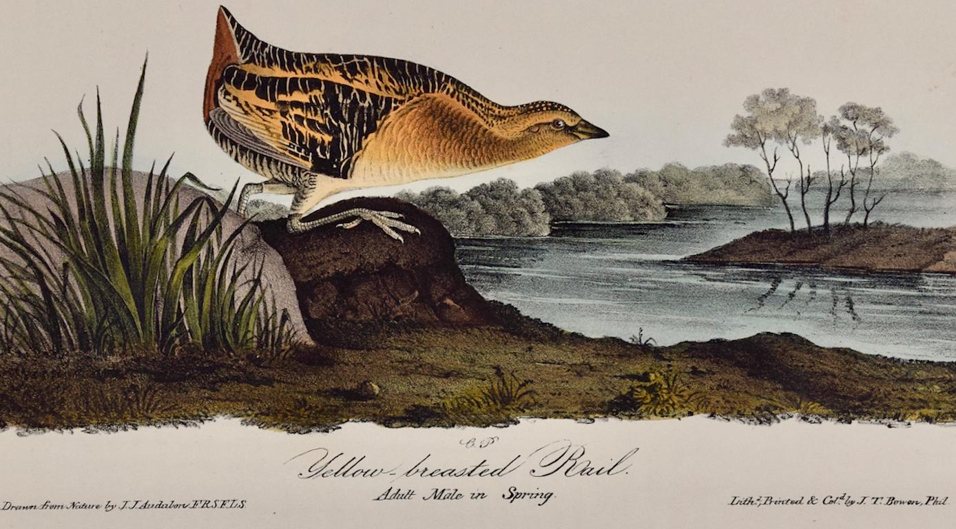 Oiseau de cheminée à poils longs jaune : Lithographie originale d'Audubon du 19e siècle colorée à la main